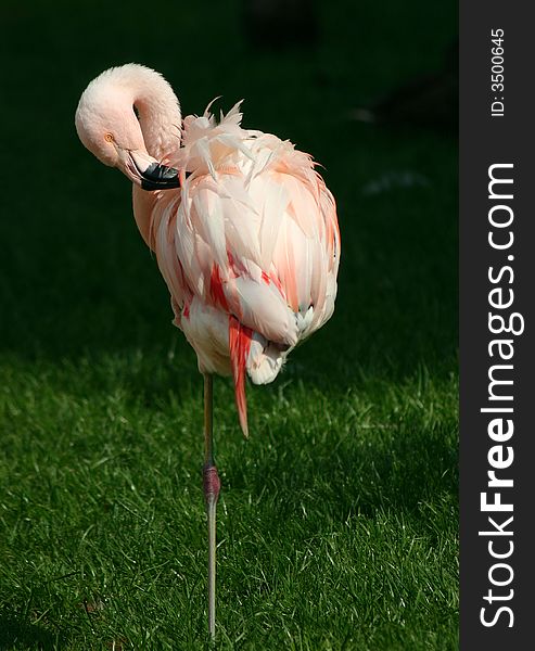 Flamingo in a Prague Zoo