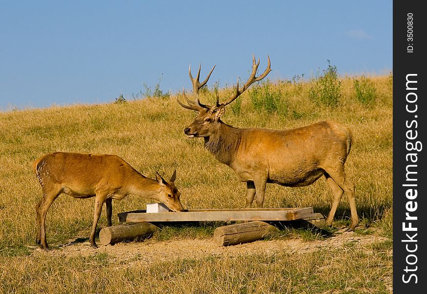 Wild deers at Saint Hubert's Deer Farm in Bohemian Middle mountains in the Czech Republic. The owner of this farm takes care of 120 deers. Wild deers at Saint Hubert's Deer Farm in Bohemian Middle mountains in the Czech Republic. The owner of this farm takes care of 120 deers.