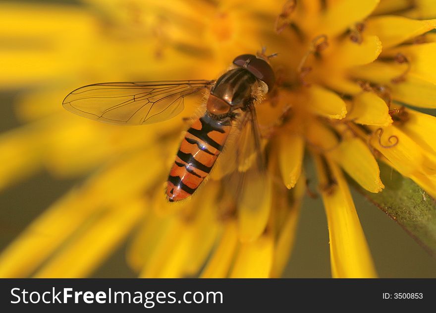 Macro shots of a hoverfly eating pollen on a dandelion. Macro shots of a hoverfly eating pollen on a dandelion