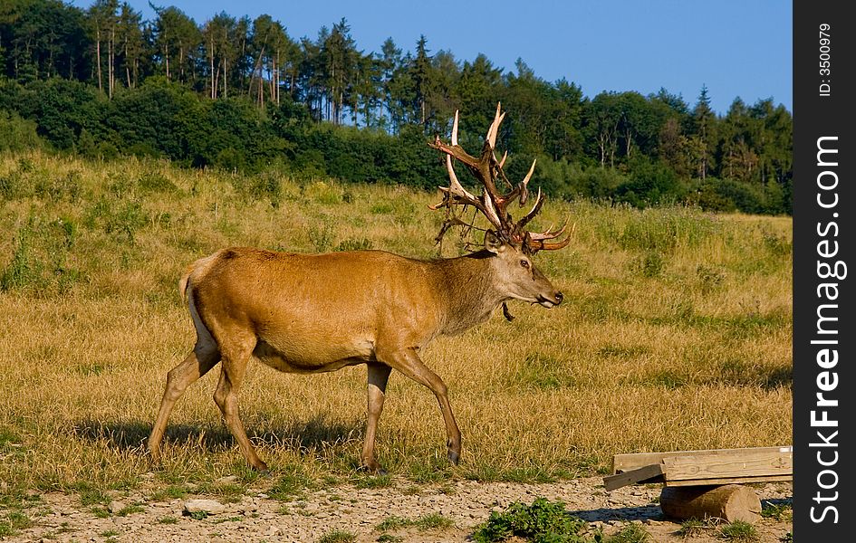 Wild deers at Saint Hubert's Deer Farm in Bohemian Middle mountains in the Czech Republic. The owner of this farm takes care of 120 deers. Wild deers at Saint Hubert's Deer Farm in Bohemian Middle mountains in the Czech Republic. The owner of this farm takes care of 120 deers.