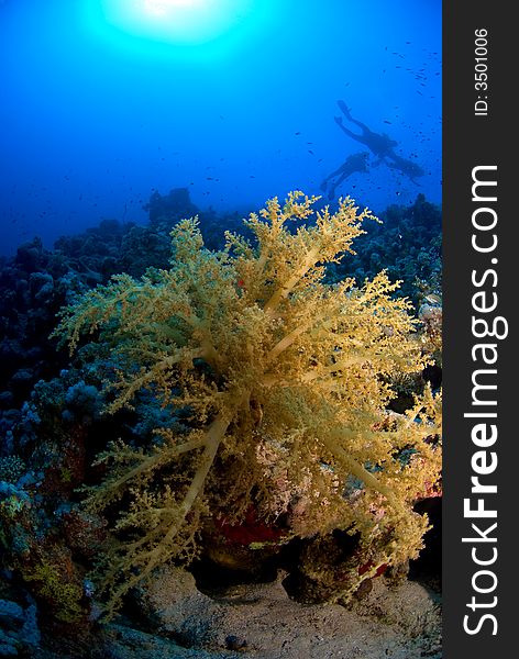 Scubadivers diving with soft coral