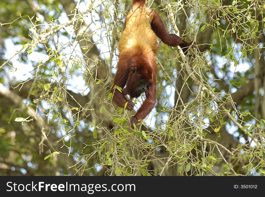 A red howler monkey (Alouatta Seniculus) is hanging by its tail to grap some leaves to eat. Near the banks of the Sinu river, northeast Colombia. A red howler monkey (Alouatta Seniculus) is hanging by its tail to grap some leaves to eat. Near the banks of the Sinu river, northeast Colombia.