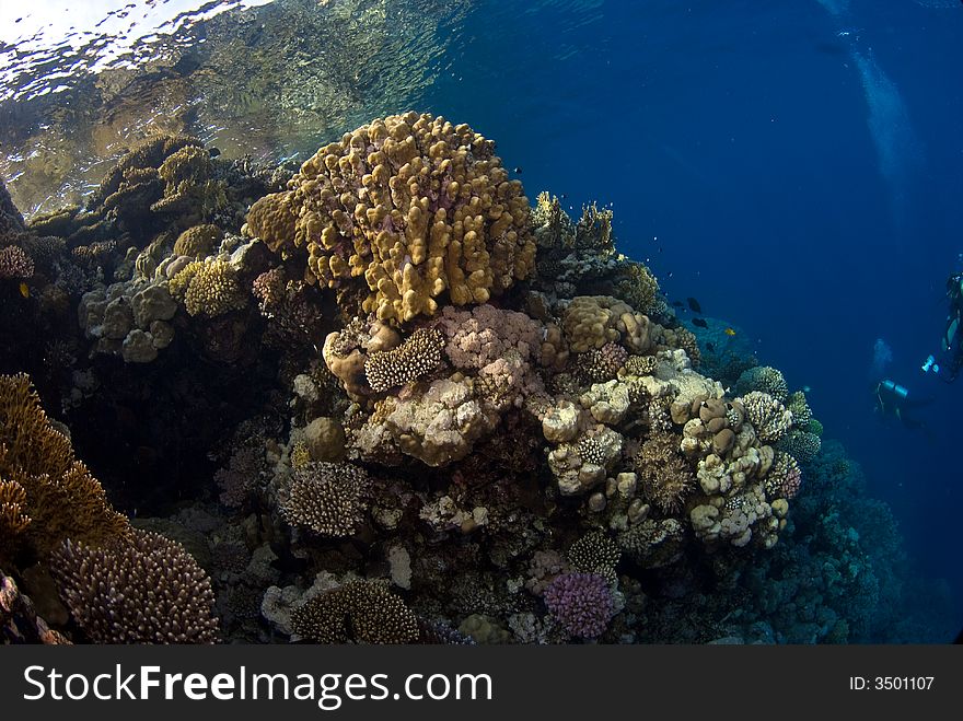 Coral Reef Under The Surface