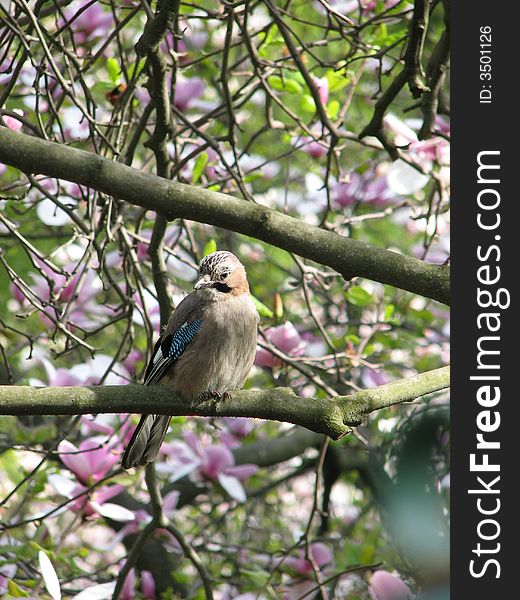 Bird On Magnolia Branch