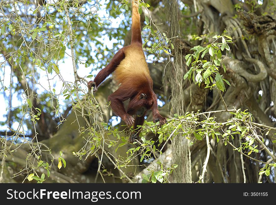 A red howler monkey (Alouatta Seniculus) is hanging by its tail to grap some leaves to eat. Near the banks of the Sinu river, northeast Colombia. A red howler monkey (Alouatta Seniculus) is hanging by its tail to grap some leaves to eat. Near the banks of the Sinu river, northeast Colombia.