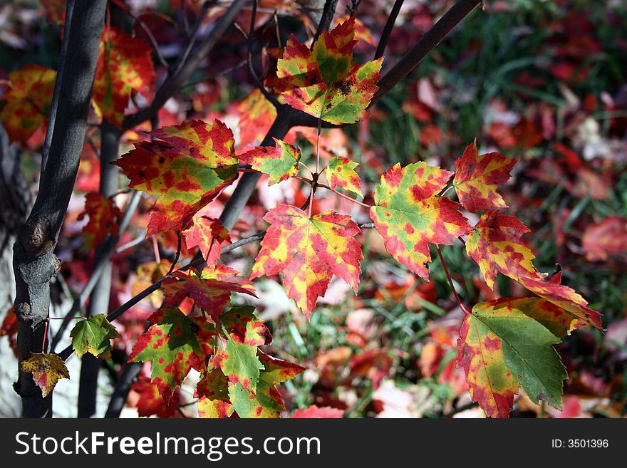 Close up of colorful leaves in the fall. Close up of colorful leaves in the fall.