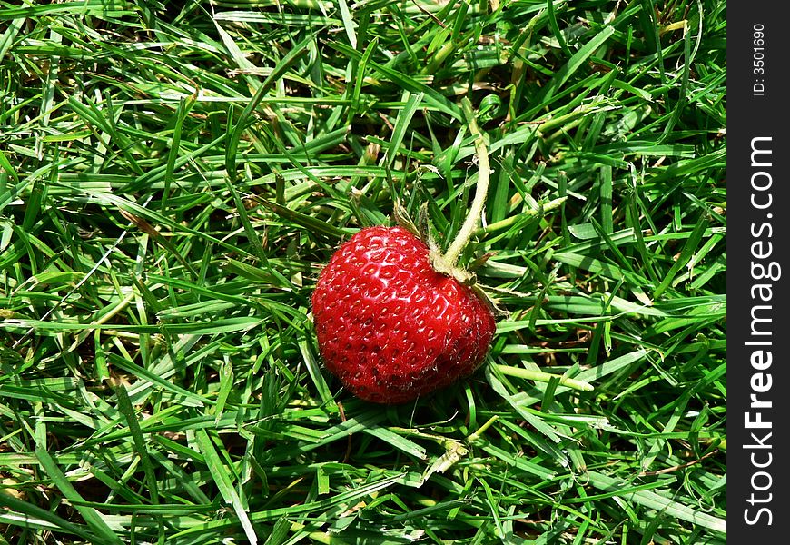 Strawberry lying in the grass. Strawberry lying in the grass