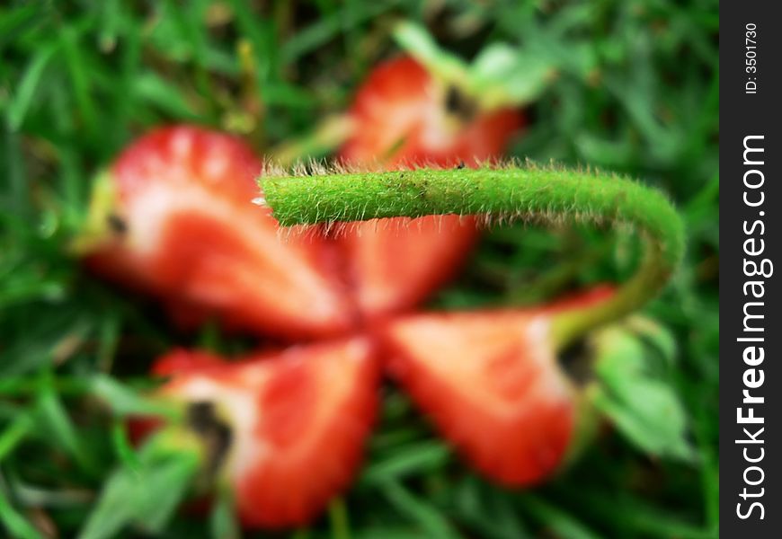 Strawberry sliced into four pieces lying in the grass. Focused on stalk. Strawberry sliced into four pieces lying in the grass. Focused on stalk