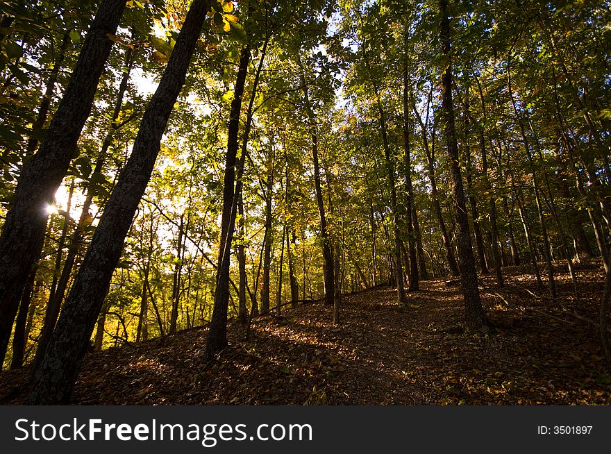 Hiking Trail In The Autumn