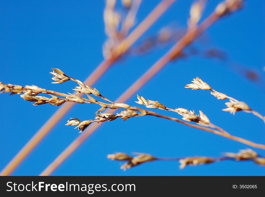 DRY GRASS DRIFTING OVER BLUE SKY