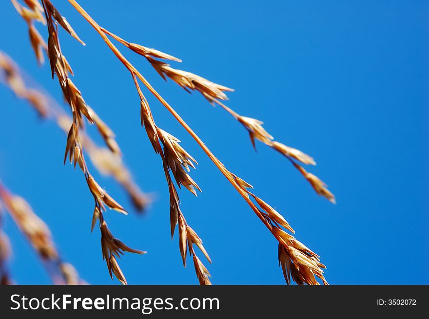 DRY GRASS DRIFTING OVER BLUE SKY