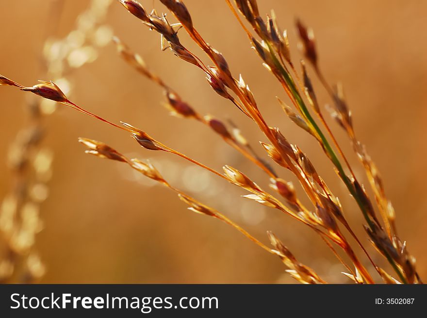 Dry grass close-up over blurred background