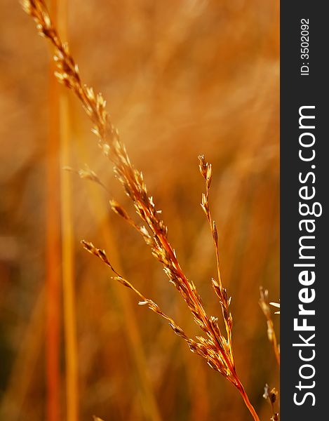 Dry grass close-up over blurred background