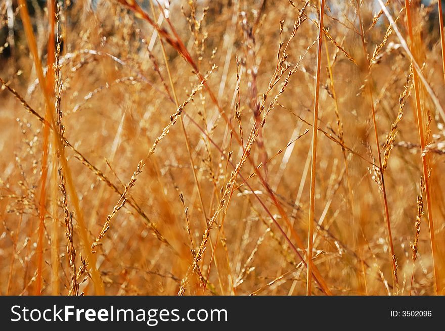 Dry grass close-up over blurred background