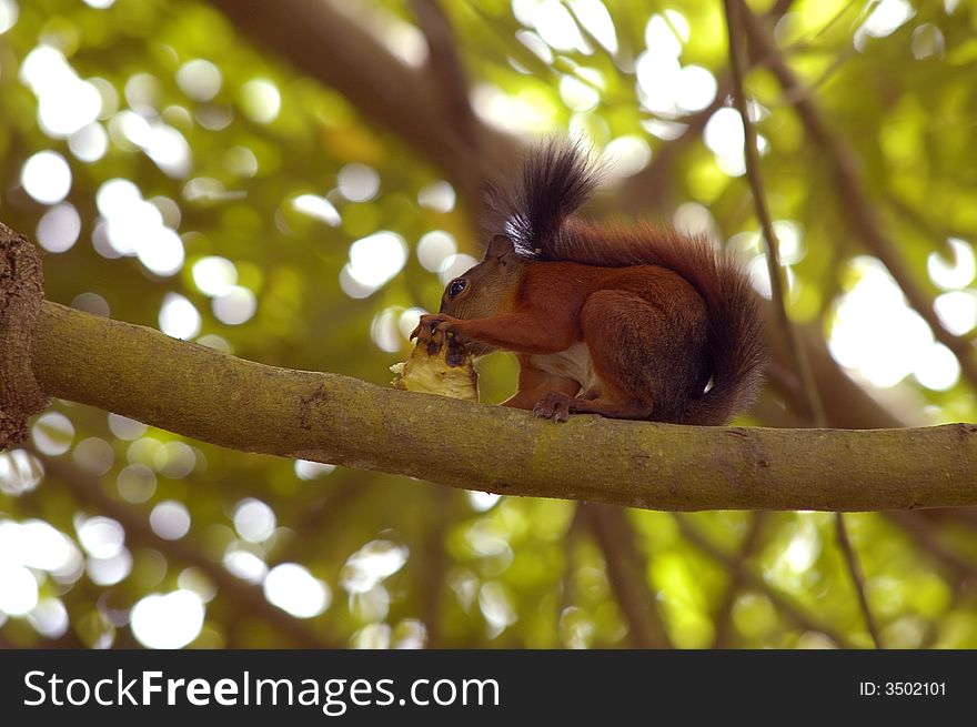 A red squirrel is eating a fruit in a tree.
Near the banks of the Sinu river, Cordoba, Colombia. A red squirrel is eating a fruit in a tree.
Near the banks of the Sinu river, Cordoba, Colombia.