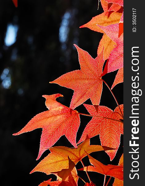 Red Maple leaves against a dark green background.
