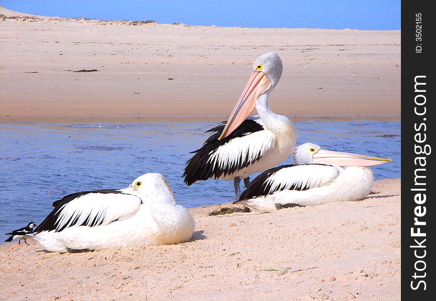 Photo of a group of pelicans taken at the mouth of the River Torrens, Adelaide, Australia. Photo of a group of pelicans taken at the mouth of the River Torrens, Adelaide, Australia.