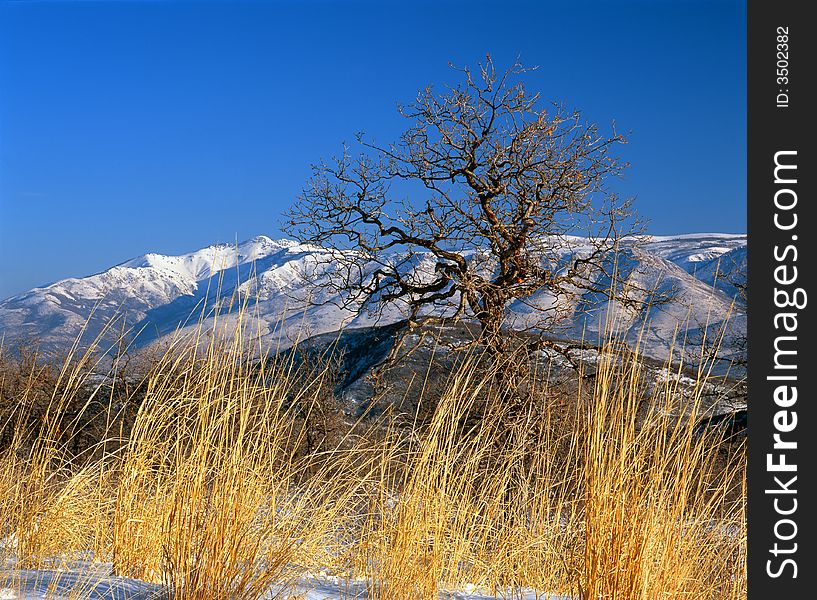 A view of a mountain with tree and grass in foreground. A view of a mountain with tree and grass in foreground.