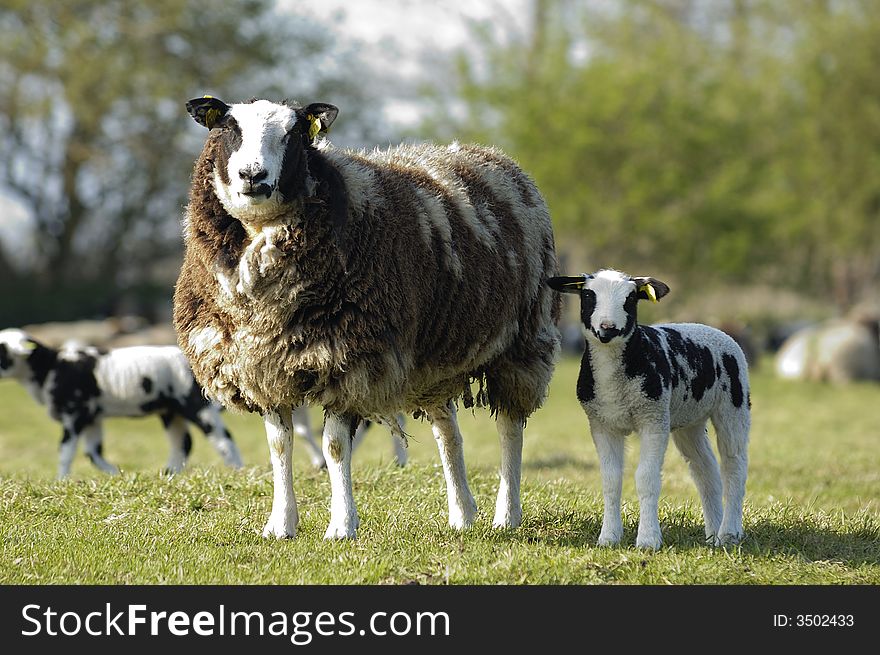 Lamb With Mother 54