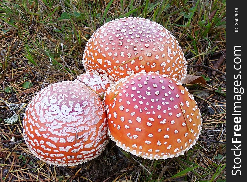 Exotic Fungi