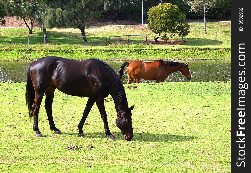 Photo taken of horses at the Torrens River Catchment, Adelaide, Australia. Photo taken of horses at the Torrens River Catchment, Adelaide, Australia.