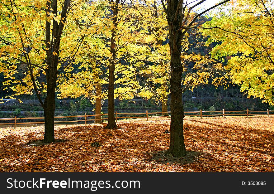 The foliage scenery in Delaware water gap recreation area