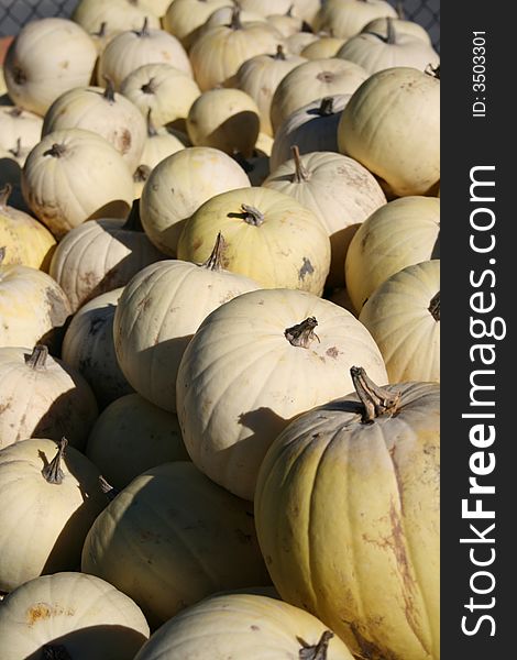 A large grouping of white pumpkins taken at a local farm.