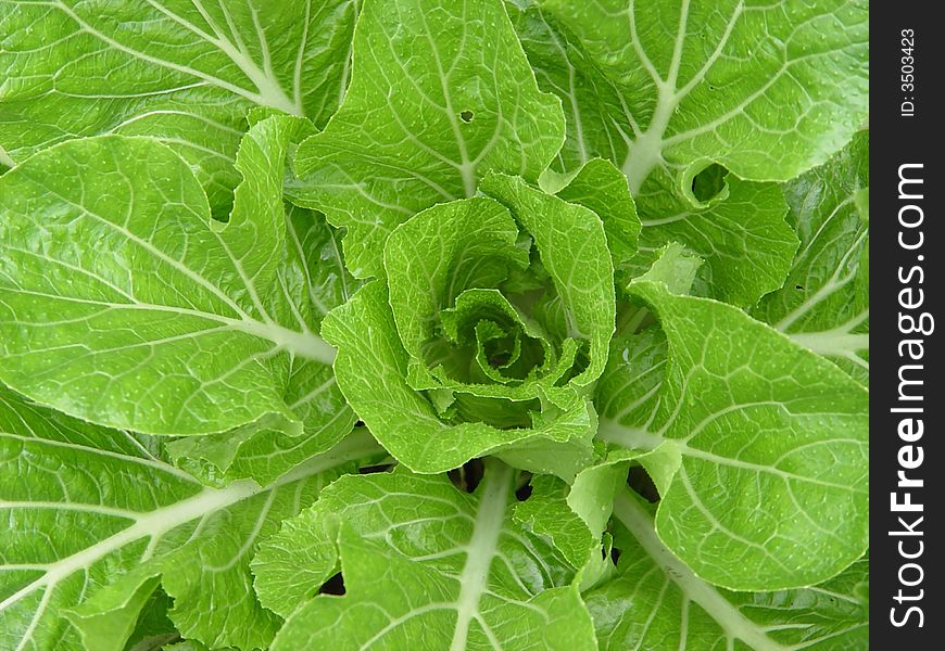 A top view of cabbage
