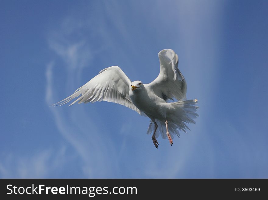 Seagull in the sky