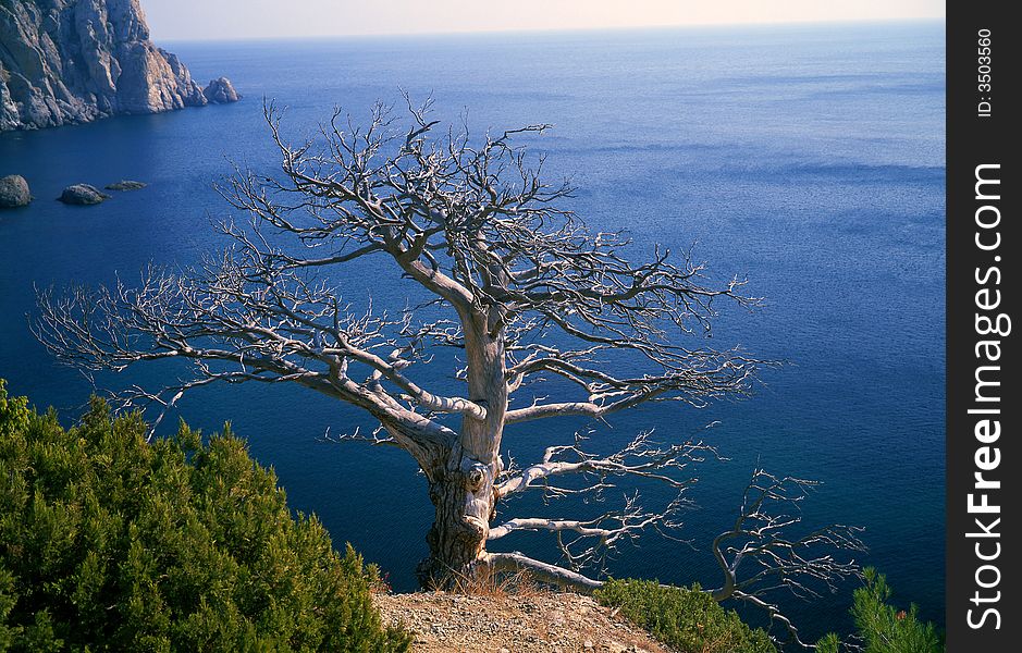 Tree on a background of the sea