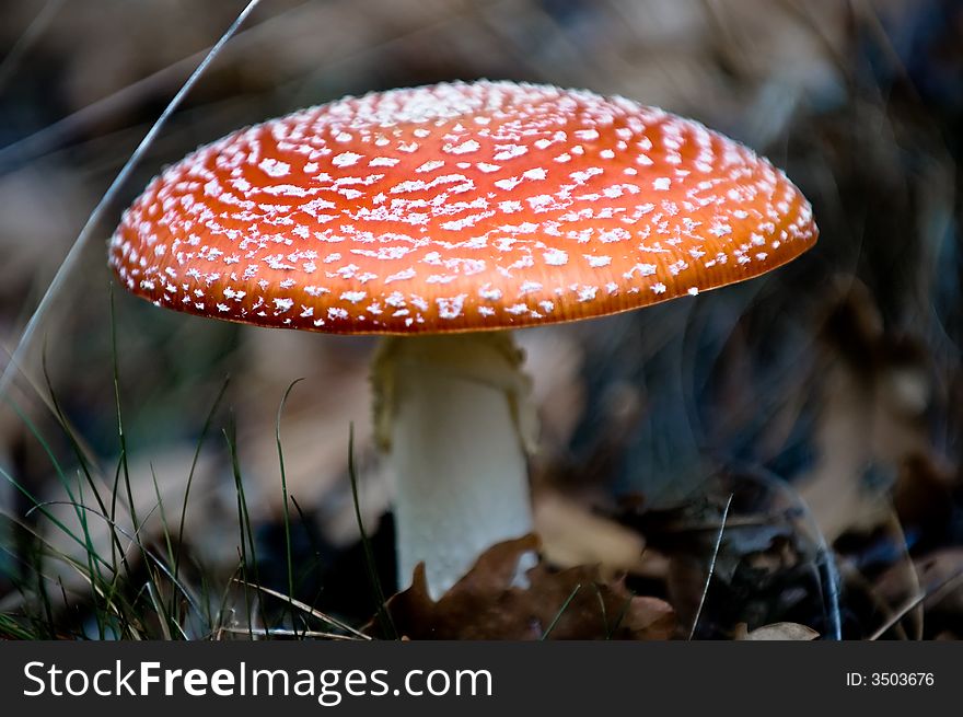 Closeup of a big, red toadstool in forest. Closeup of a big, red toadstool in forest