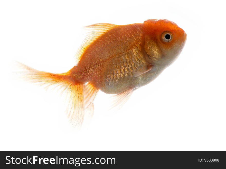 An image of gold fish. An image of gold fish