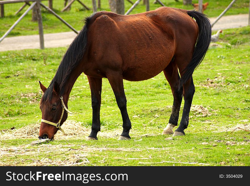 Horse eating the grass in the ranch