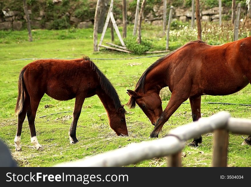 Two horse eating the grass in the ranch