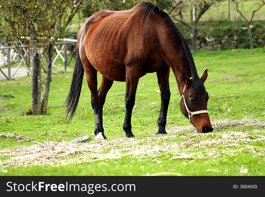 Horse eating the grass in the ranch