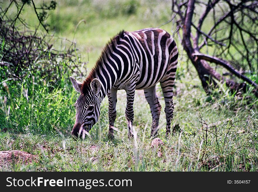 Zebra
Equus Burchellli
Striped donkey. Zebra
Equus Burchellli
Striped donkey
