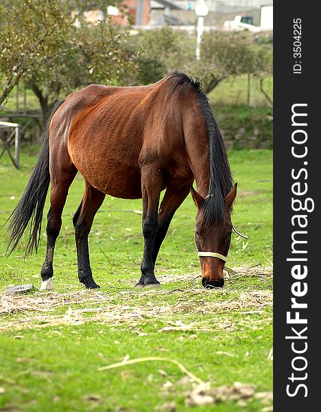 View of an horse eating the grass in the ranch