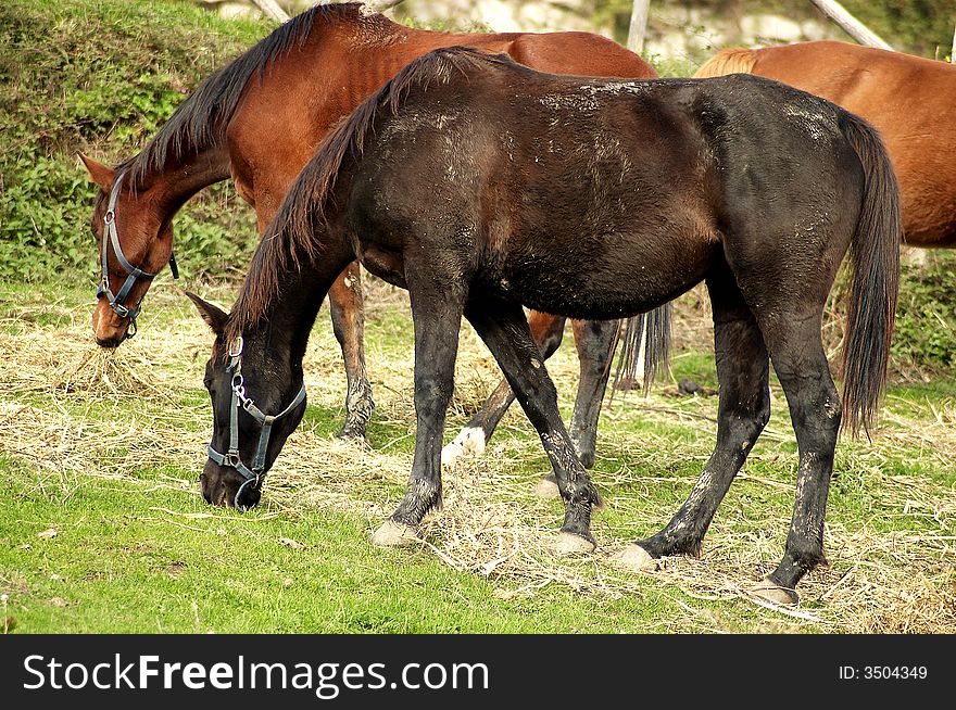 Two horse eating the grass in the ranch