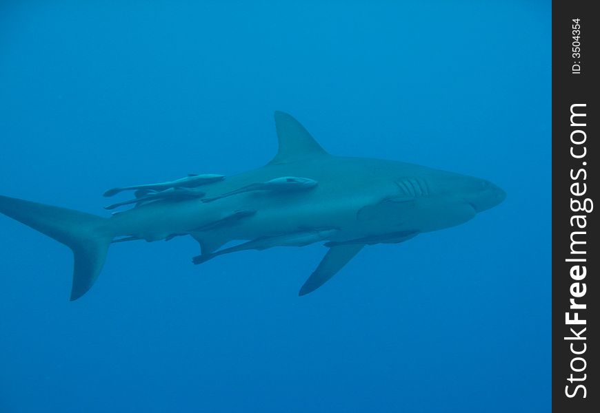 A grey reef shark is swimming (with passengers) in the Coral Sea (Australia)