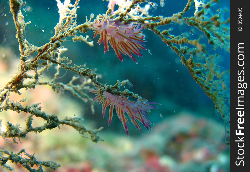 Two Flabellina (Mediterranean nudibranchs) swings from underwater currents. Two Flabellina (Mediterranean nudibranchs) swings from underwater currents