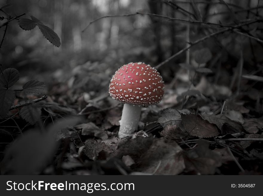 A toadstool standing alone in a forrest on a bed of autumn leaves. A toadstool standing alone in a forrest on a bed of autumn leaves.