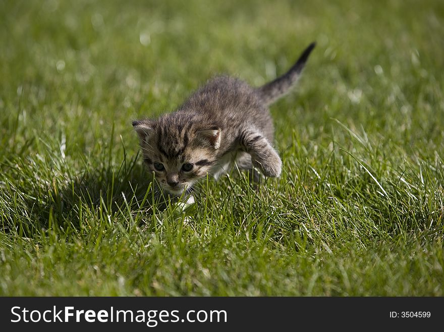 Small young cat portrait on green grass. Small young cat portrait on green grass