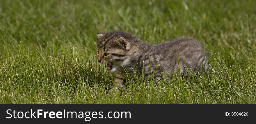 Small young cat portrait on green grass. Small young cat portrait on green grass