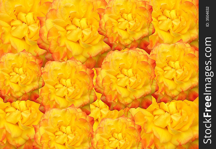 Yellow roses for decoration over background