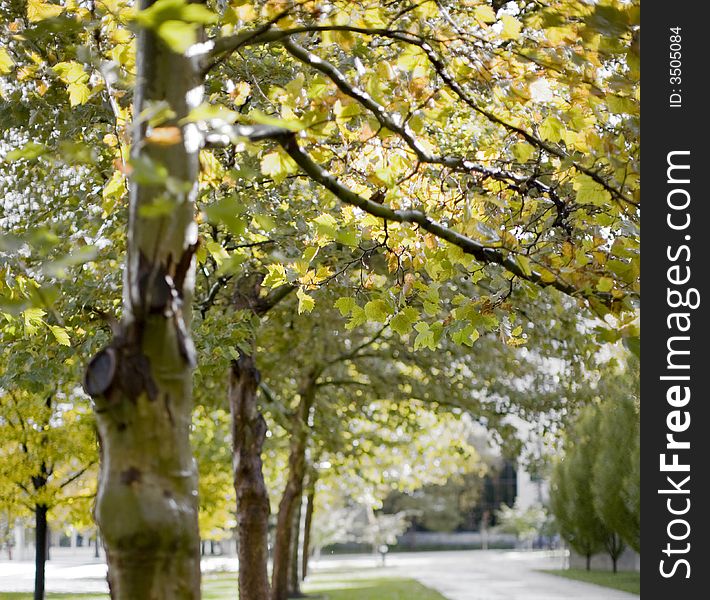 Close up of trees lined in a row next to a sidewalk in autumn. Close up of trees lined in a row next to a sidewalk in autumn