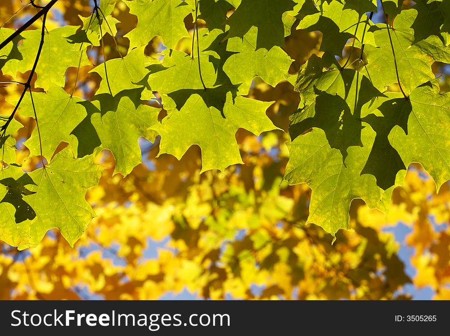 Green maple leaves on yellow bright blurry background. Green maple leaves on yellow bright blurry background