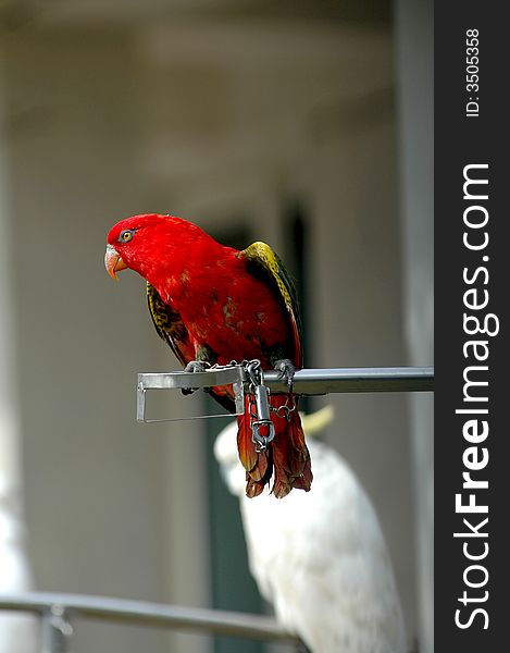 Close up of a parrot in a zoo.Shaanxi province,China.