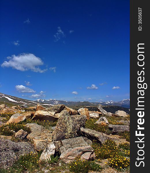 Colorado Mountain Tundra and Wildflowers