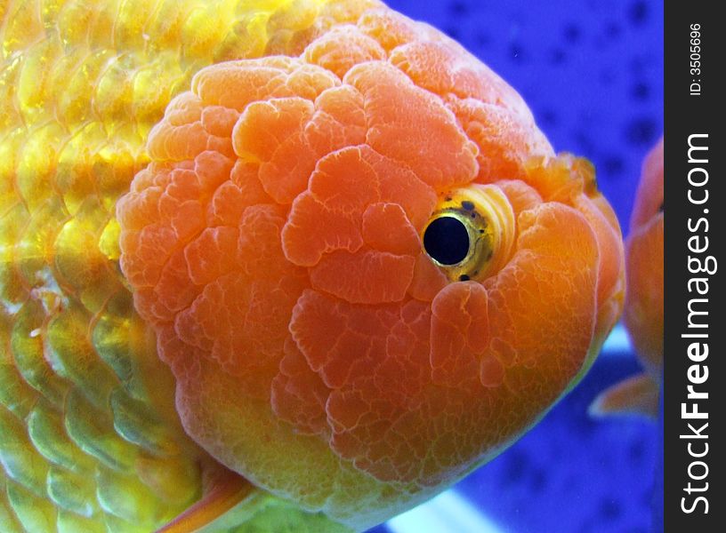 Lion Head Goldfish Closeup