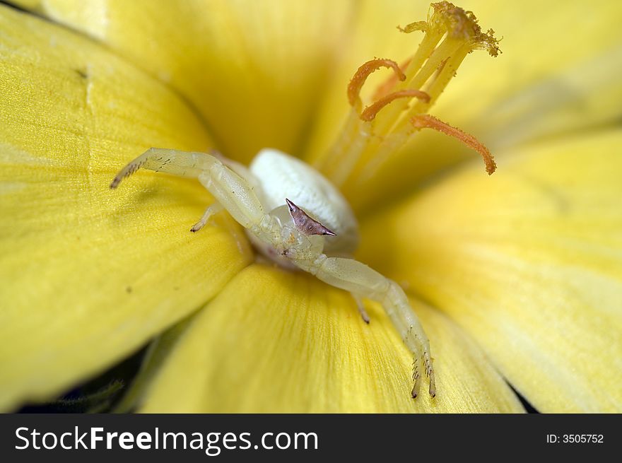 Crab Spider on yellow Flower. Crab Spider on yellow Flower